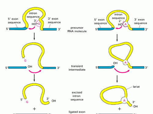 RNA Splicing