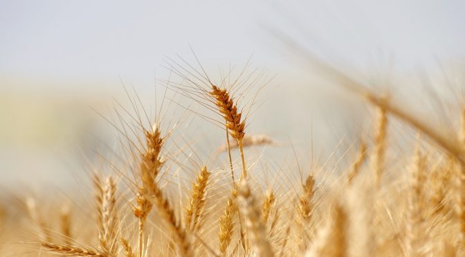 Reduction of Pollution with Baler Twine