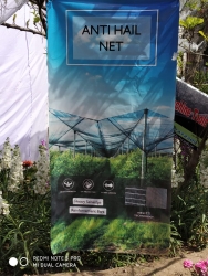 Spring Fest Exhibition