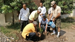 tree plantation